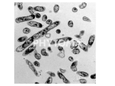 Xylella fastidiosa